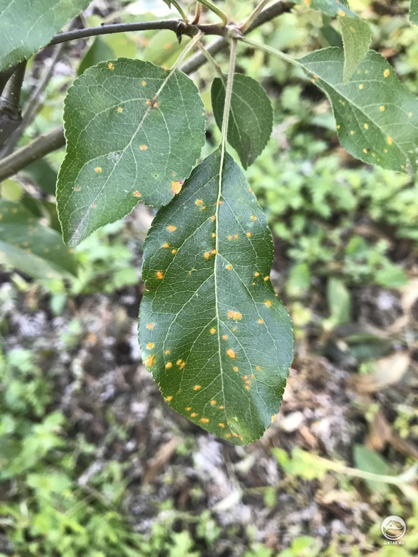 Моя яблоня болеет?