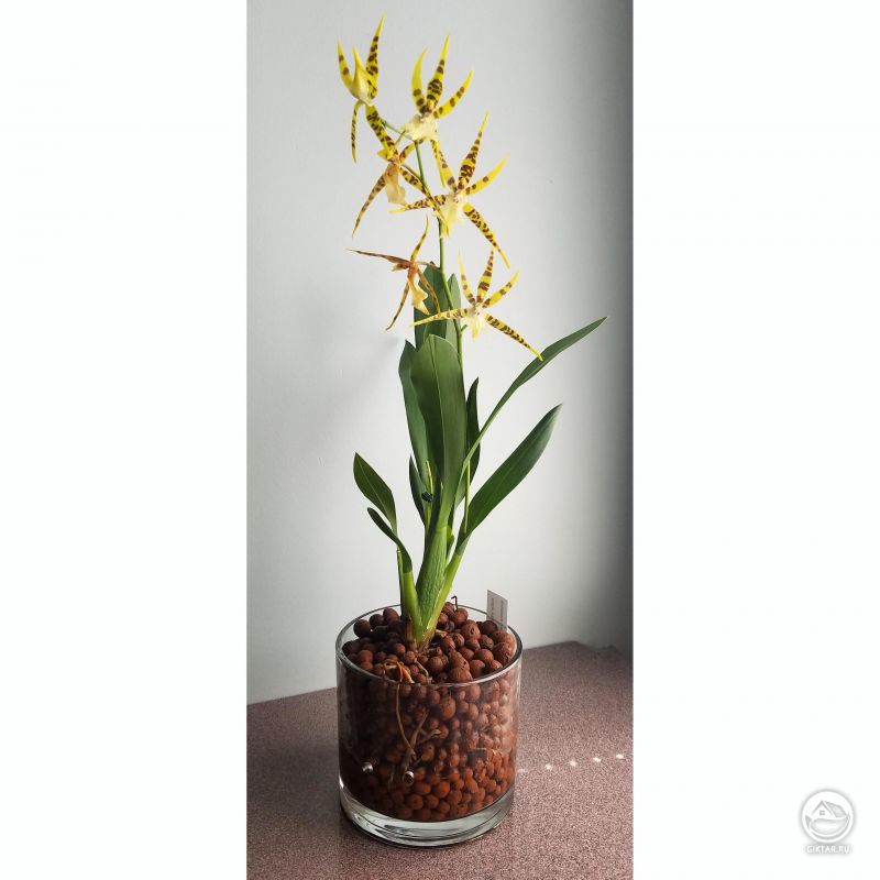 Мильтассия Золотой паук