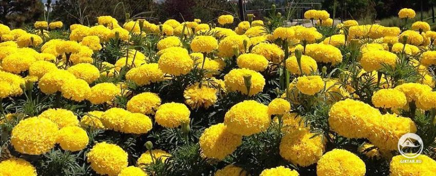 Бархатцы желтые Желтые бархатцы