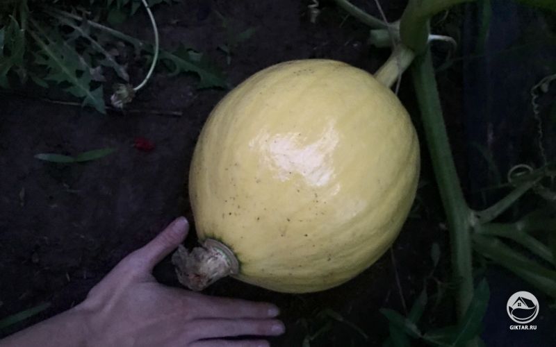 Моя гигантская тыква сорт "Dill's Atlantic Giant" созрела.  Пока собирать урожай.