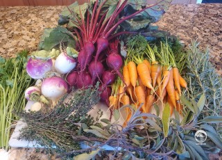 Урожай этого года: морковь, свекла, редька и много трав