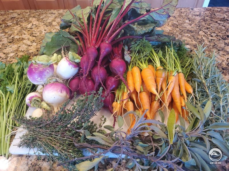 Урожай этого года: морковь, свекла, редька и много трав