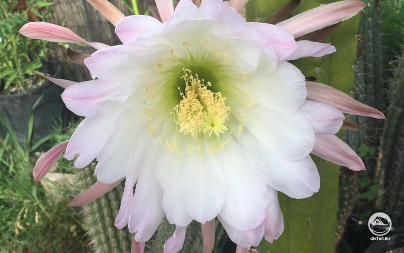 Трихоцереус камаргенский - цветение