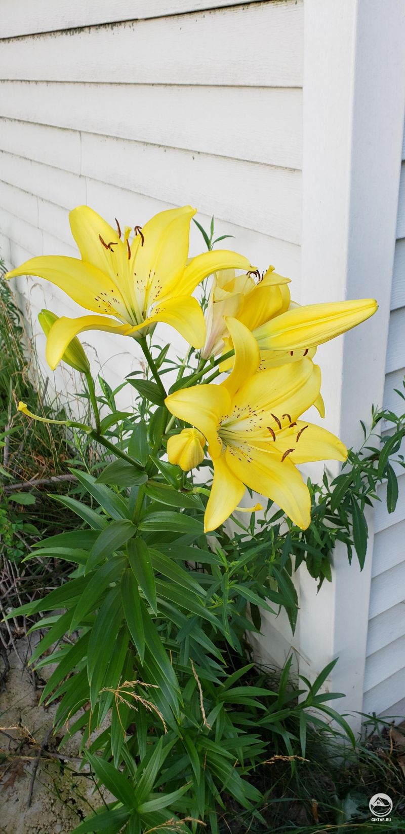 Эта красота выросла позади гаража моего соседа. Растет на кучке камней. Что это?