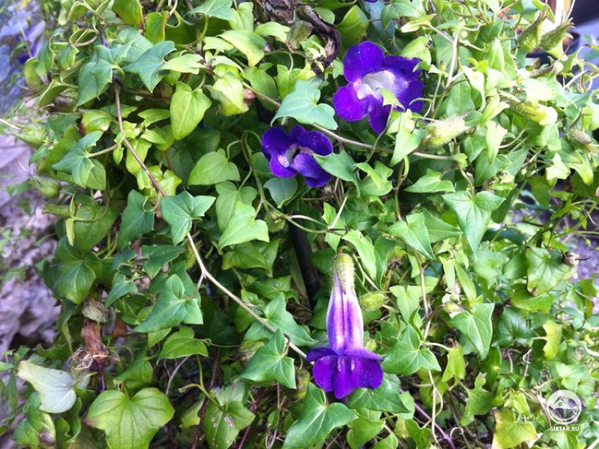 Азарина Барклая или маурандия Барклая (Maurandia barclaiana) Азарина Барклая или маурандия Барклая (Maurandia barclaiana)