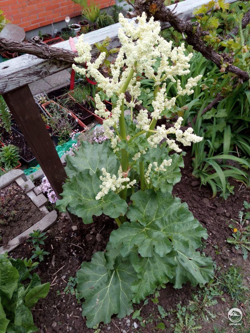 Ревень волнистый