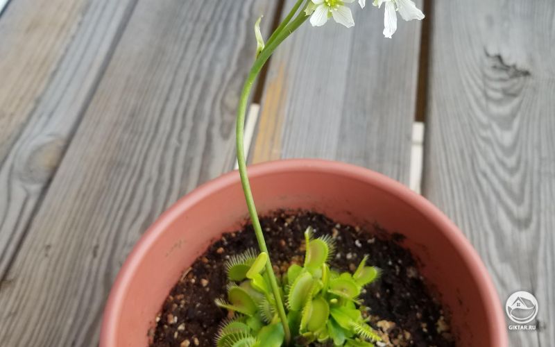 Венерина мухоловка