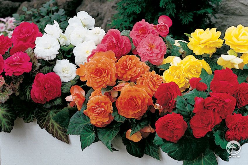 Бегония в саду