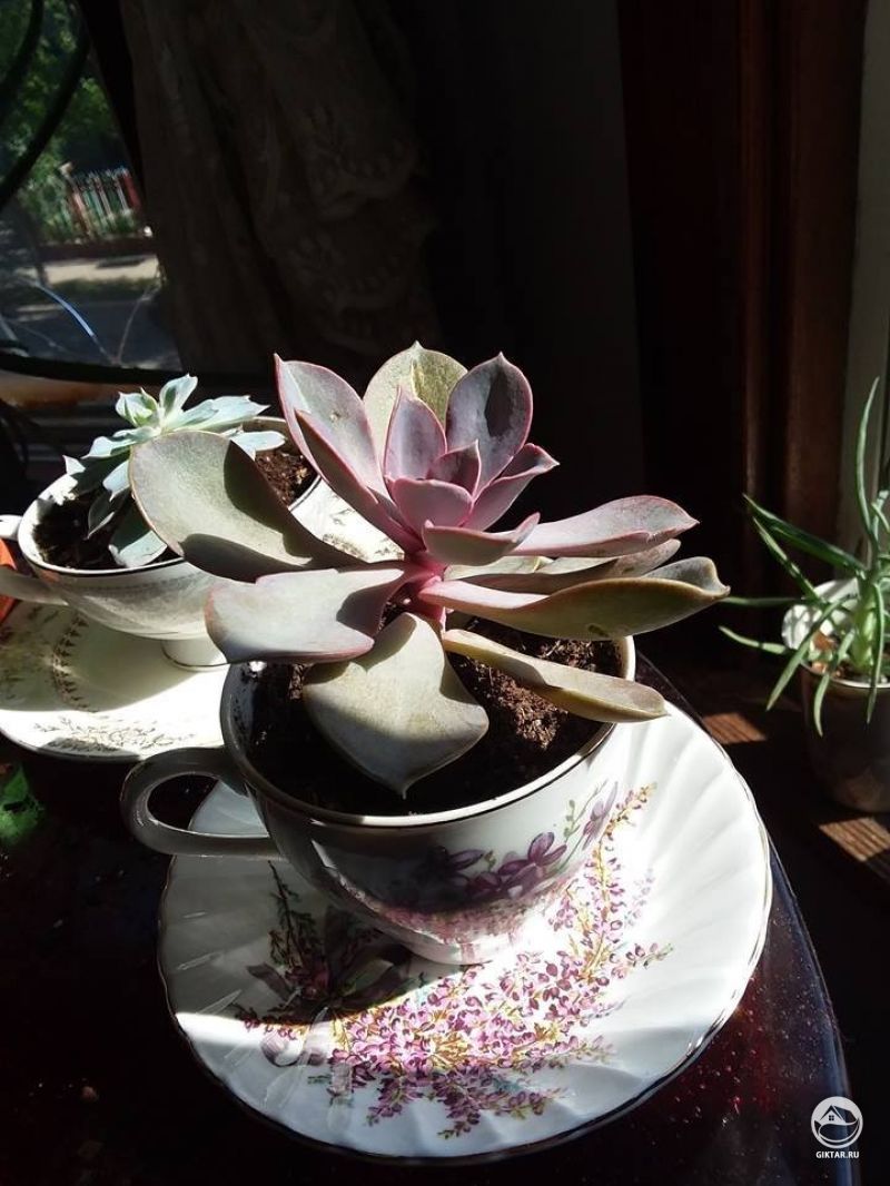 Эхеверия Жемчужина Нюрнберга