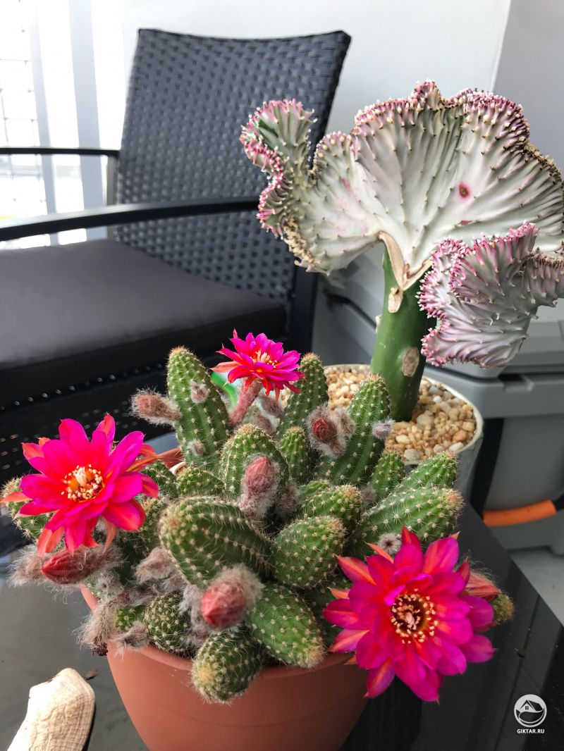 Цветущий коралловый кактус