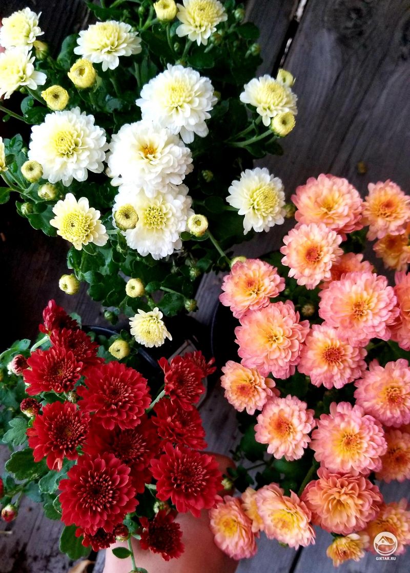 Хризантемы