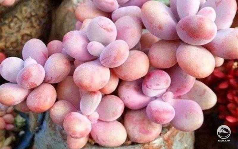 Граптопеталум аметистовый