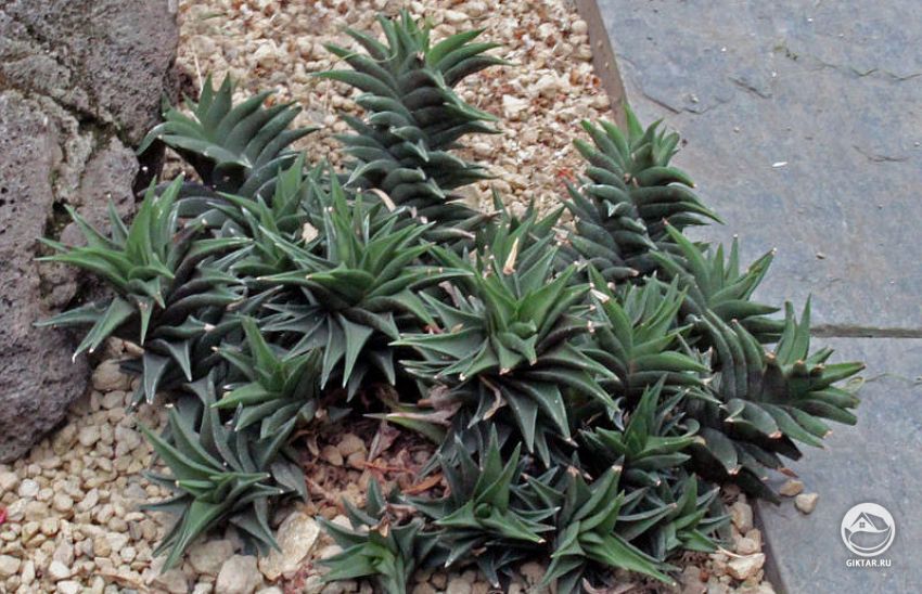 хавортия изивилистая хавортия извилистая - травянистый суккуленти плотными треугольными листьями, спирально расположенными на стволе