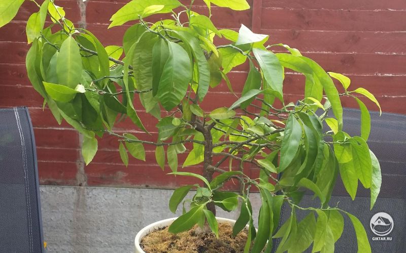 Десятилетний цитрусовый бонсай