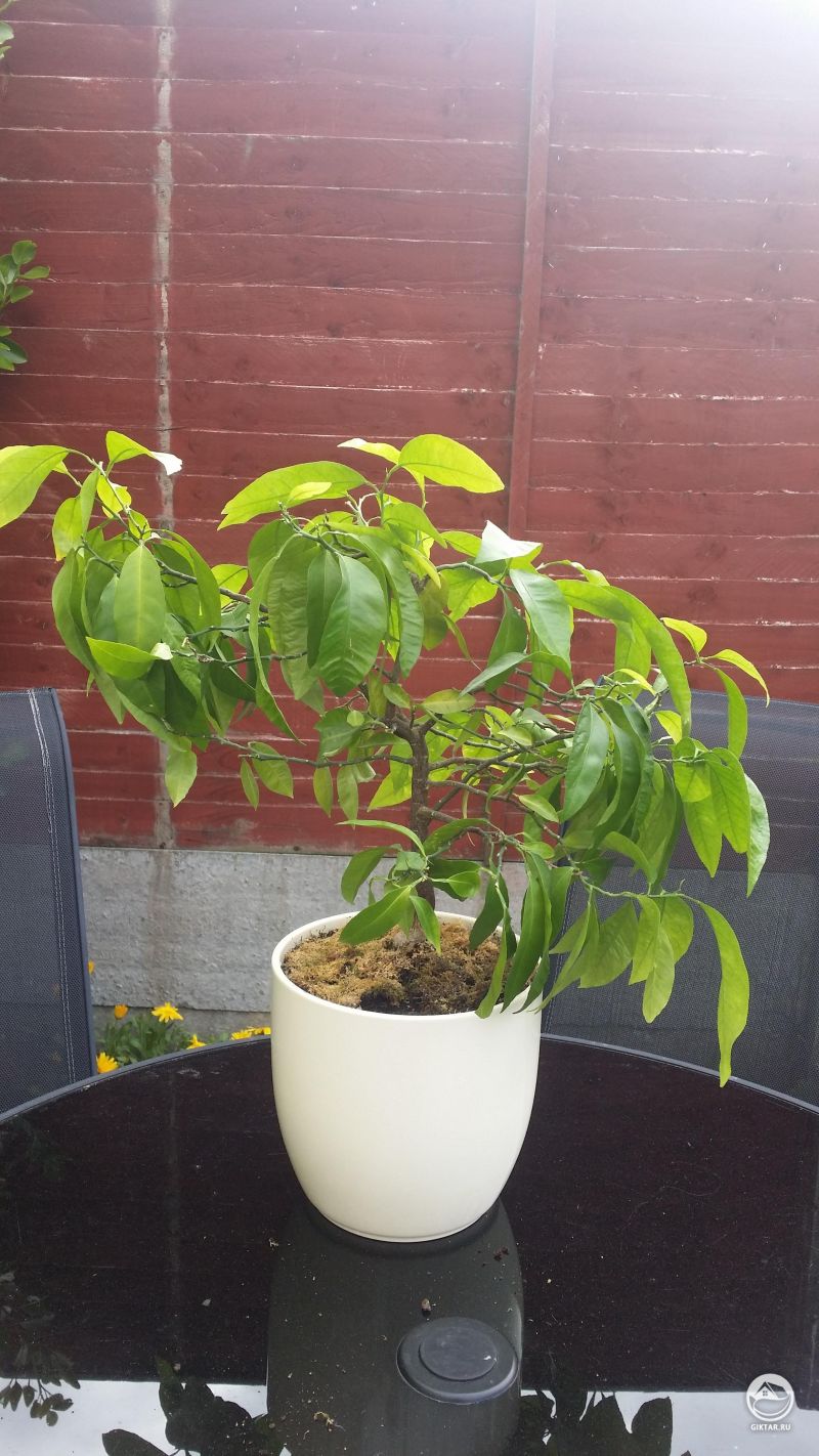 Десятилетний цитрусовый бонсай