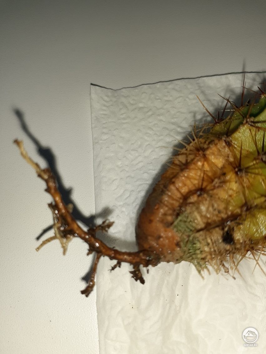 Тренировки на эхинопсисе: мытьё корней Кактус, Кактус эхинопсис, Длиннопост