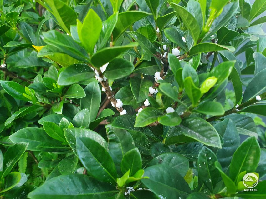 Кто-нибудь знает, что это за белая штука на растении?