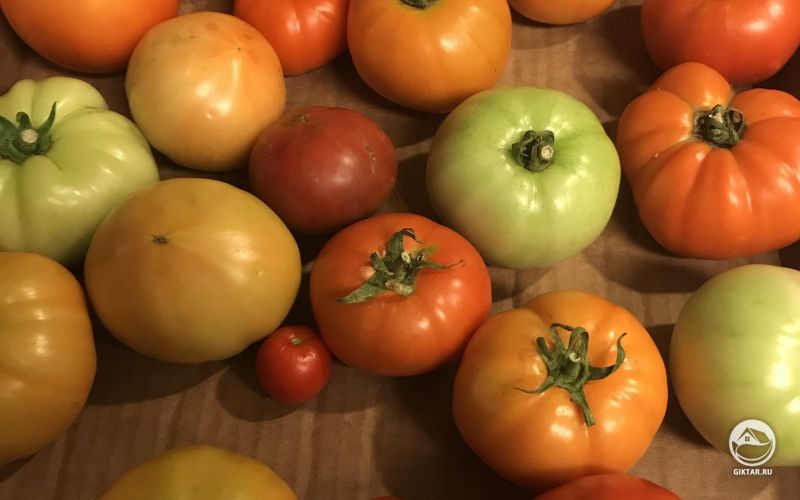 Впервые год выращивания томатов!