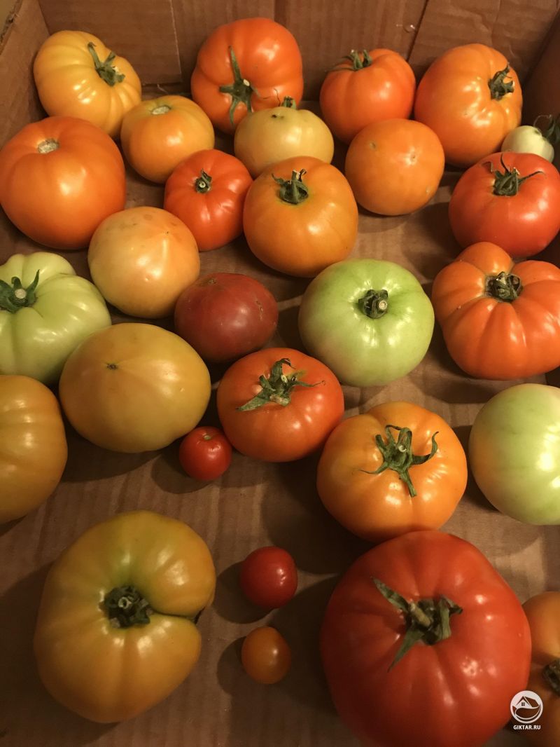 Впервые год выращивания томатов!