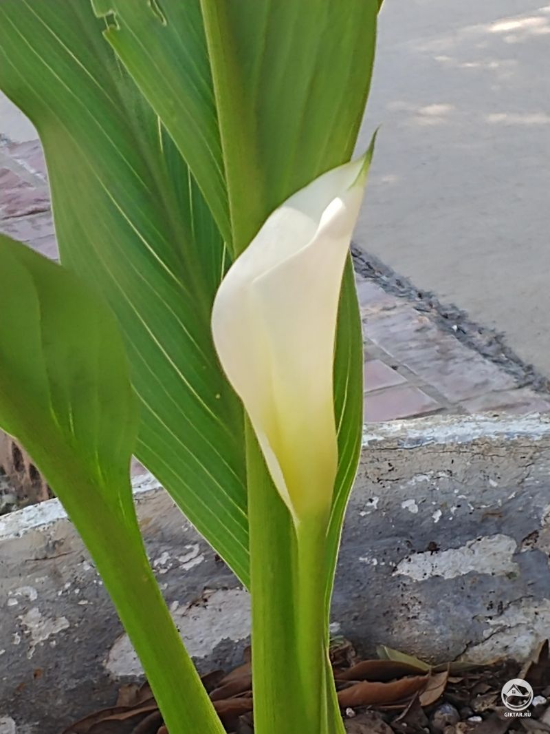 Моя первая калла