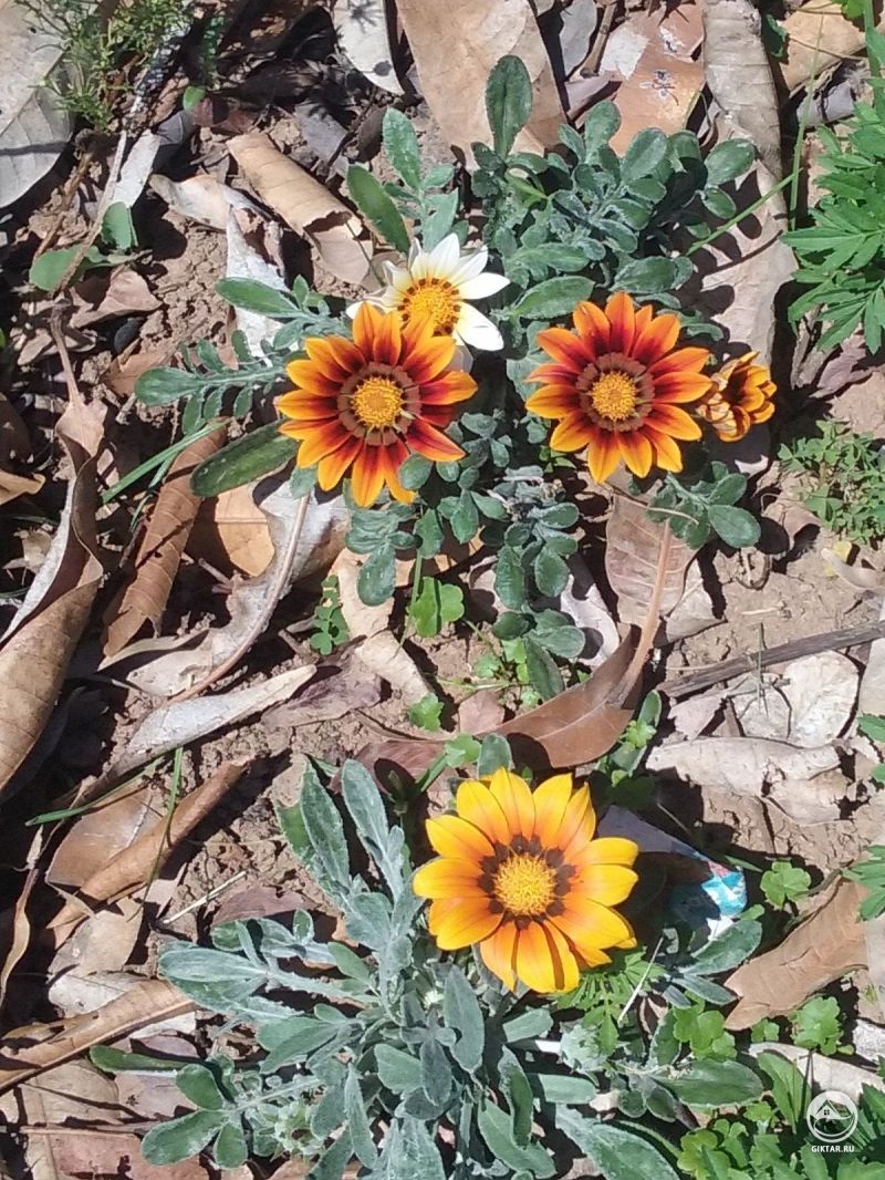 Газания популярная!