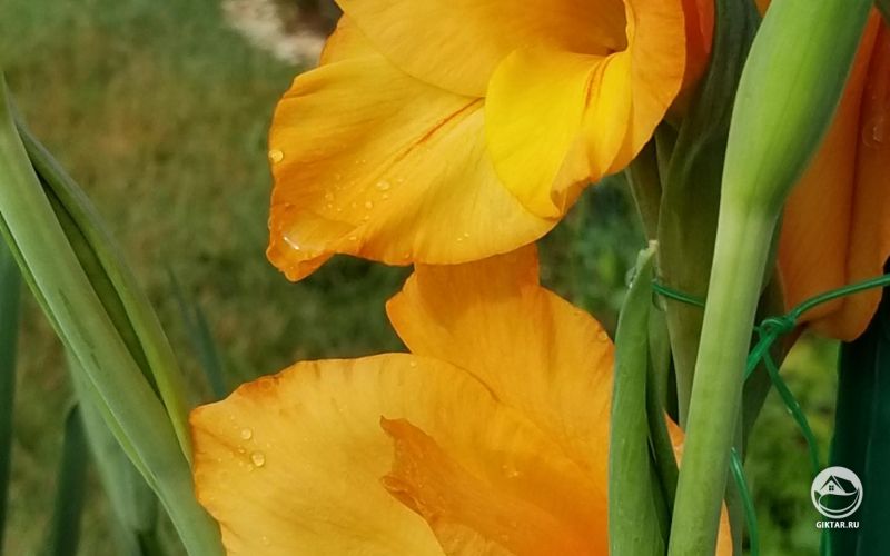 Гладиолусы сорта Orangescicle