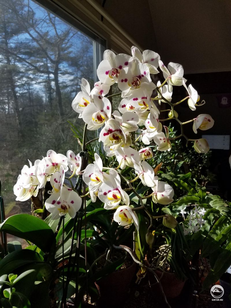 Фаленопсис 'Мираж' и Неостилис Lou Sneary 'Blue Bird'