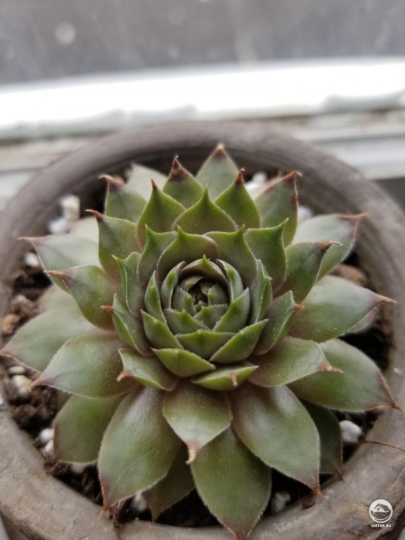 Эхеверия . Подсыхают кончики листов.