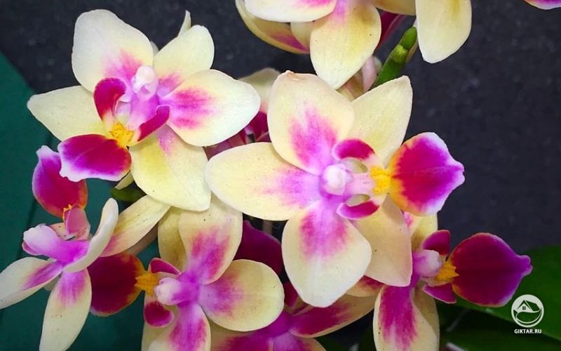 Орхидея Фаленопсис