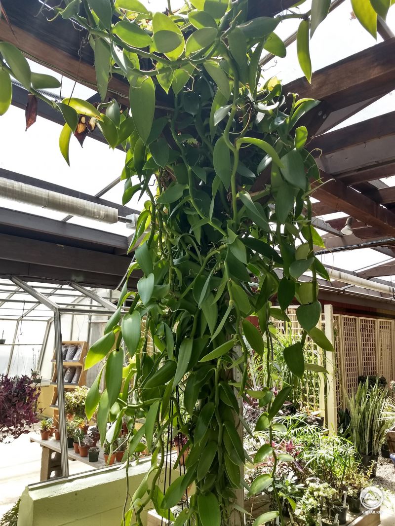 Как растет ваниль