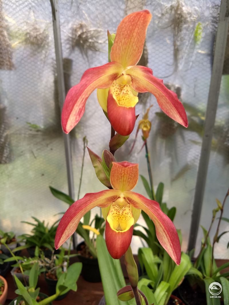 Фрагмипедиум