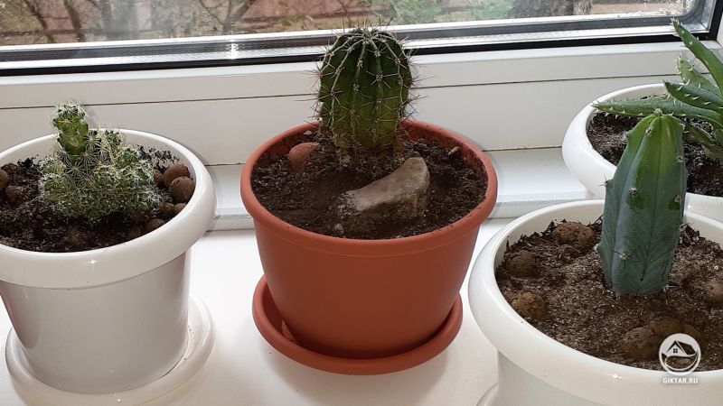 Тренировки на эхинопсисе: мытьё корней