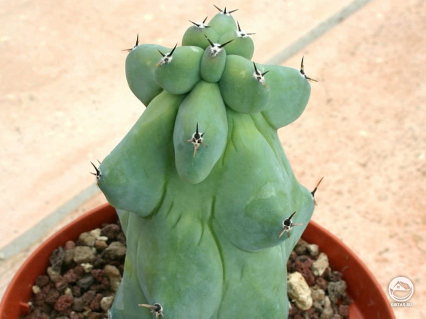 Myrtillocactus geometrizans cv. FUKUROKURYUZINBOKU Myrtillocactus geometrizans cv. FUKUROKURYUZINBOKU