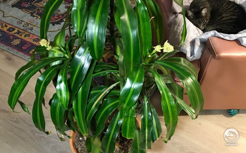 Драцена: Цветение