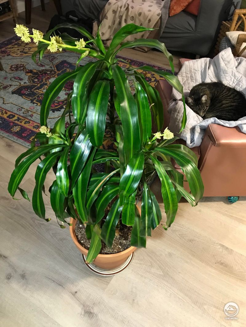 Драцена: Цветение