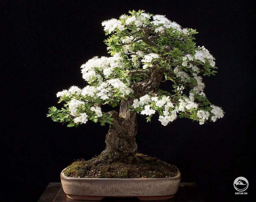 Боярышник. Бонсай Боярышник. Бонсай