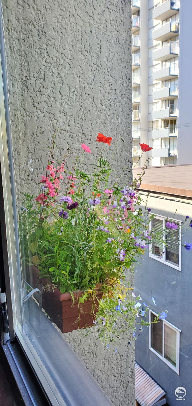 Полевые цветы в кашпо