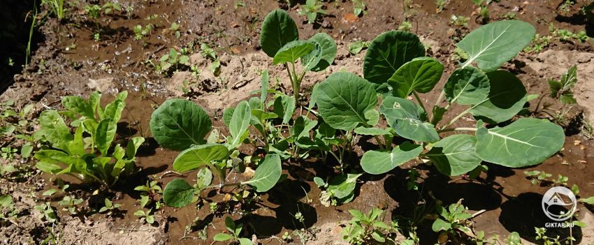 Кто-нибудь знает что это?