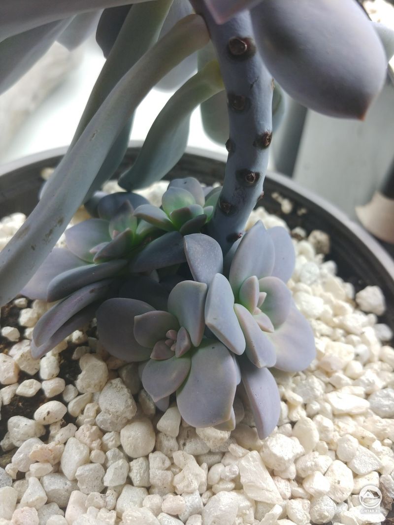 Граптопеталум пятитычинковый (Graptopetalum pentadrum )