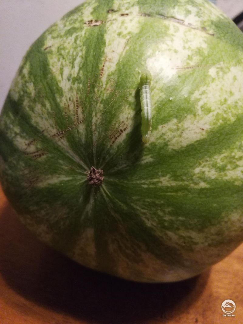 Маленький арбуз. Плюс бонус - гусеница