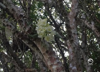 Родригезия (Rodriguezia granadensis)