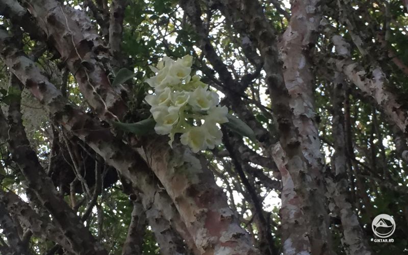 Родригезия (Rodriguezia granadensis)