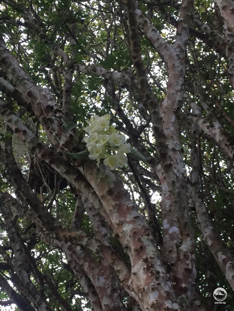 Родригезия (Rodriguezia granadensis)