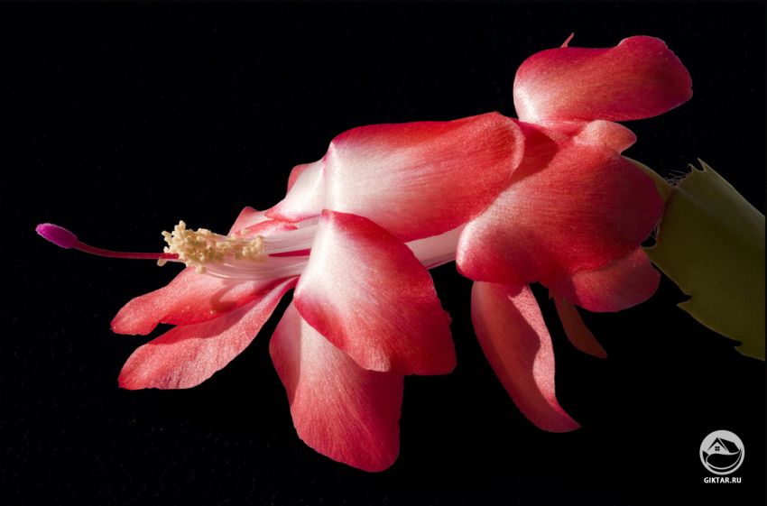 Нюансы выращивания декабриста