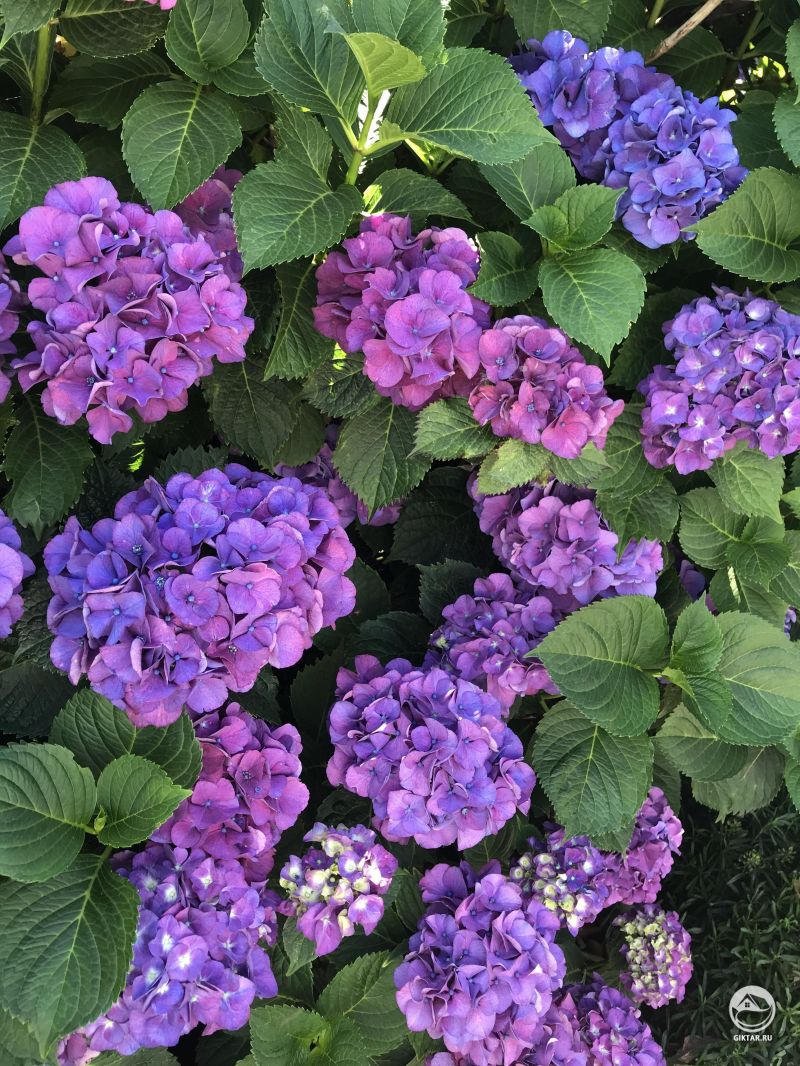 Голубые гортензии пышно цветут