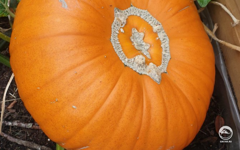 Моя первая тыква