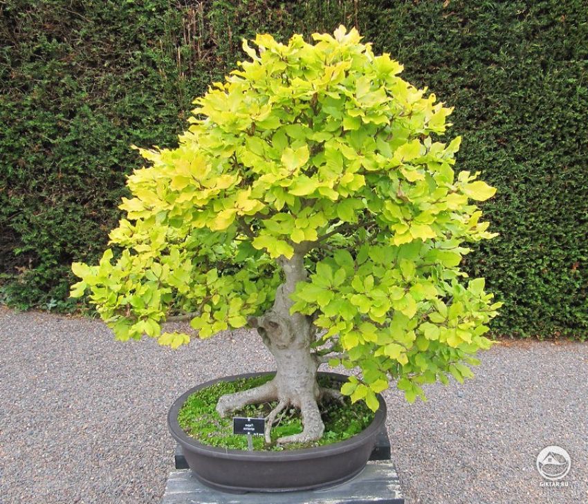 Бук лесной (европейский). Бонсай. Бук лесной (европейский). Бонсай.