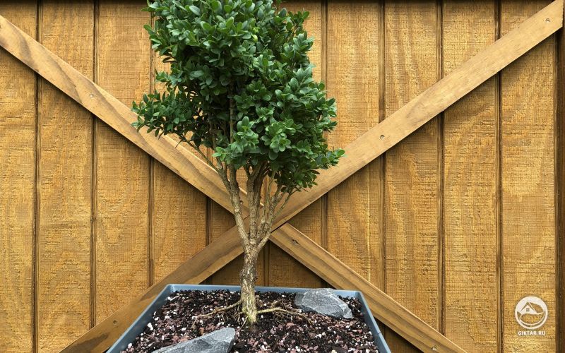 Карликовый самшит