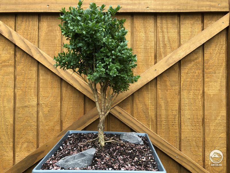 Карликовый самшит