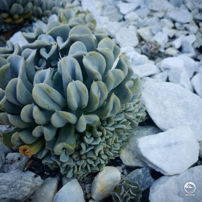 Эхеверия Topsy turvy с детками